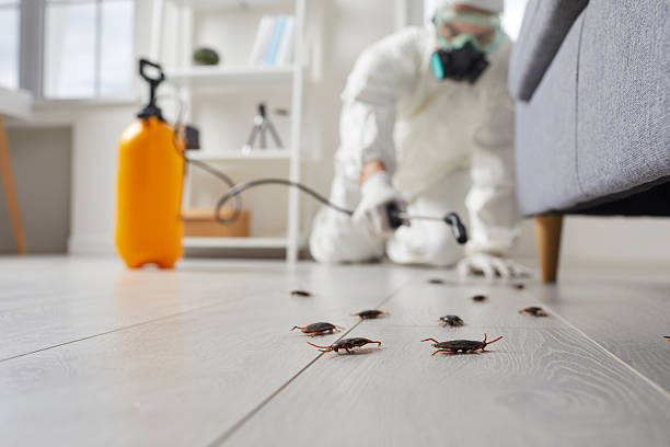 Commercial Kitchen Cockroach Control in Canyon Creek